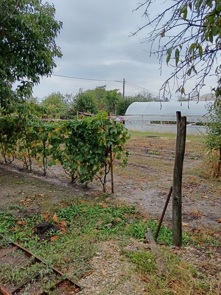 Sat Vartopu, oras Corabia, judetul Olt.