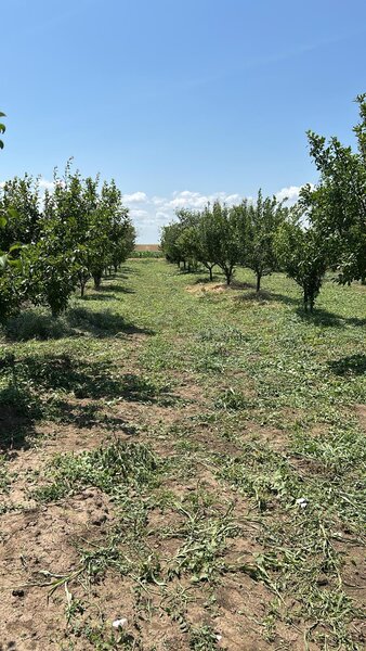 Sat Vartopu, oras Corabia, judetul Olt.