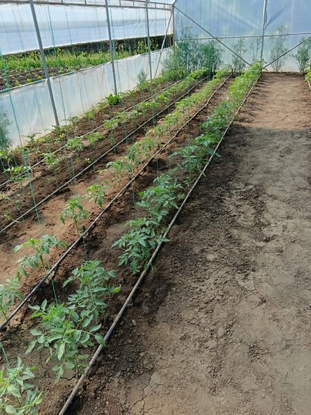 Sat Vartopu, oras Corabia, judetul Olt.