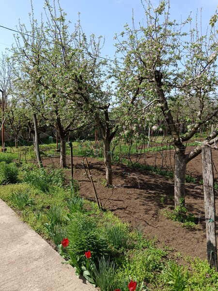 Sat Vartopu, oras Corabia, judetul Olt.
