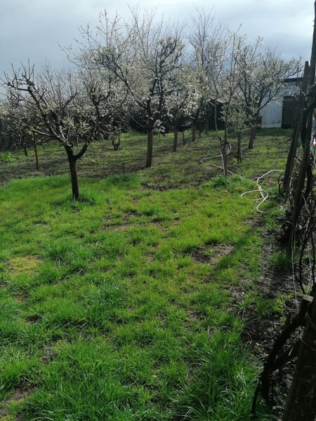 Sat Vartopu, oras Corabia, judetul Olt.